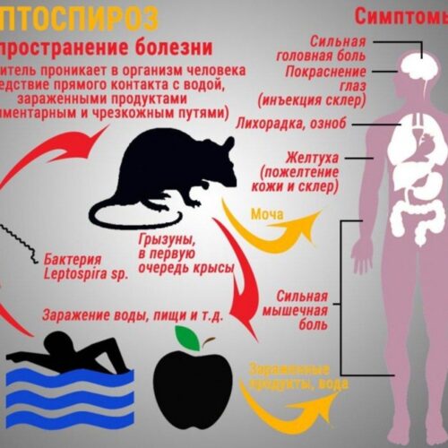 Профилактика лептоспироза