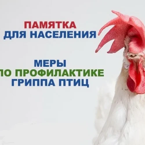 Памятка по профилактике гриппа птиц