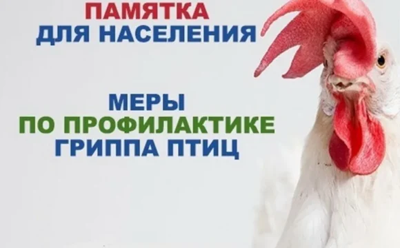 Памятка по профилактике гриппа птиц
