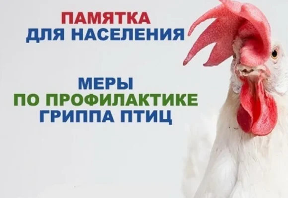 Памятка по профилактике гриппа птиц