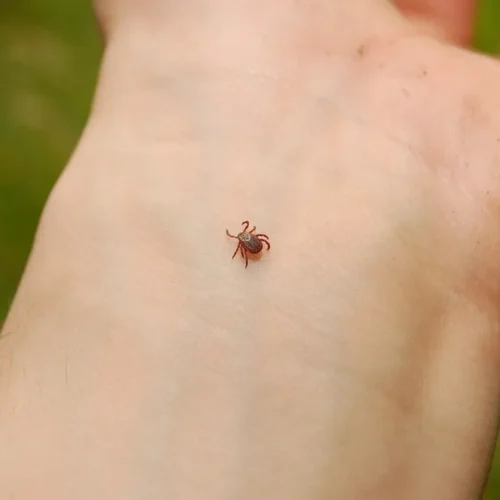 Энтомологическая ситуация по клещевым инфекциям за октябрь месяц