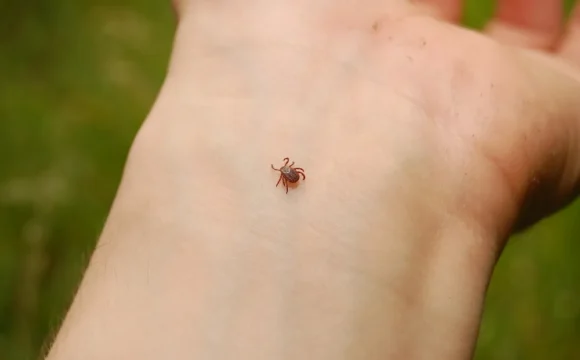 1218526212085.112 Энтомологическая ситуация по клещевым инфекциям за октябрь месяц