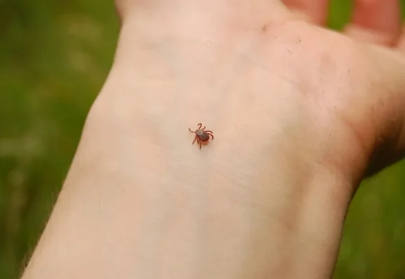 1218526212085.112 Энтомологическая ситуация по клещевым инфекциям за октябрь месяц