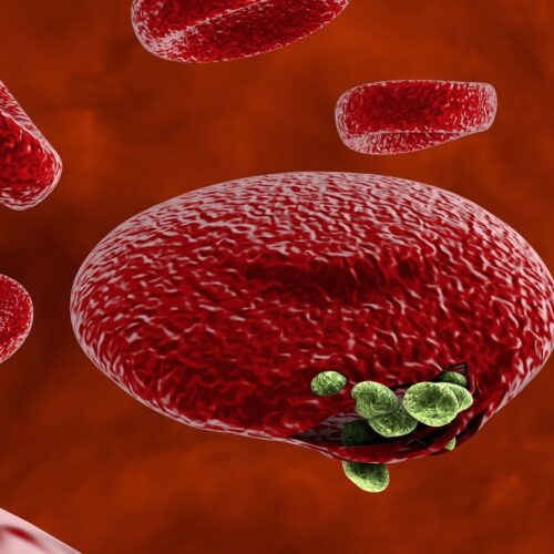 Что нужно знать о малярии