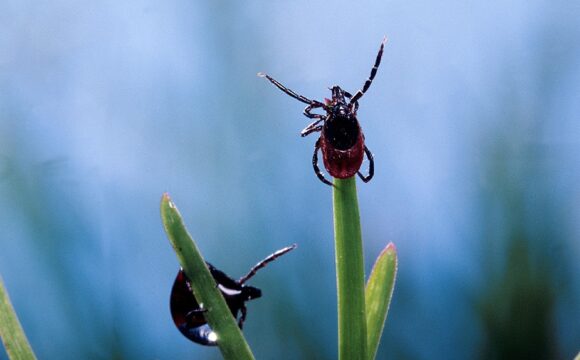 1552997915_eacaa1 Энтомологическая ситуация по клещевым инфекциям за сентябрь