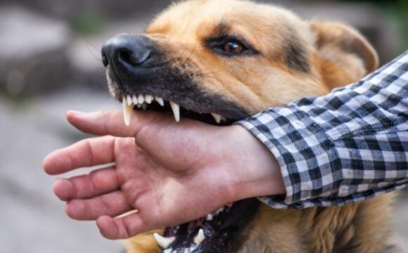 36027 Берегись — бешенство!