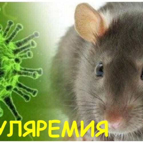 Туляремия. Основные меры профилактики