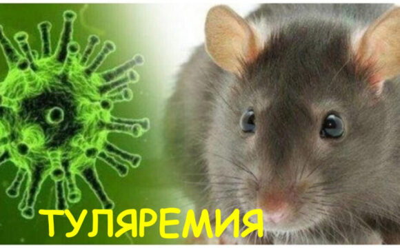 Туляремия. Основные меры профилактики
