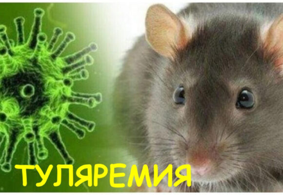 Туляремия. Основные меры профилактики