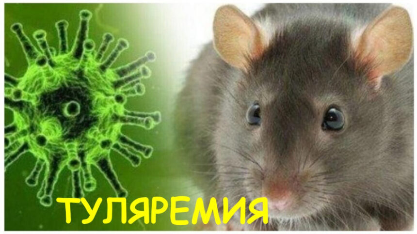 Туляремия. Основные меры профилактики
