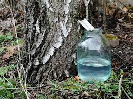 Безопасный берёзовый сок.