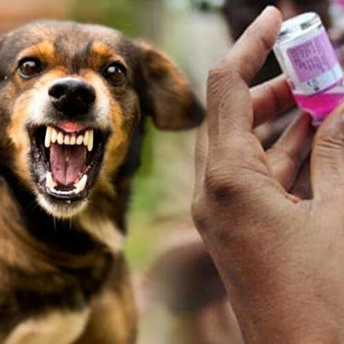 Бешенство — это опасно!