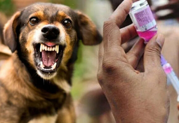 Бешенство — это опасно!