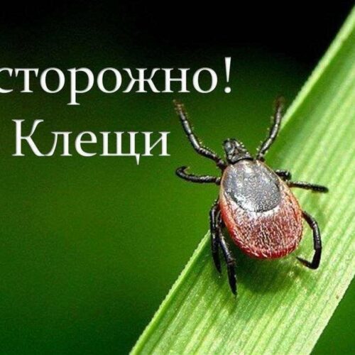 Осторожно клещи!