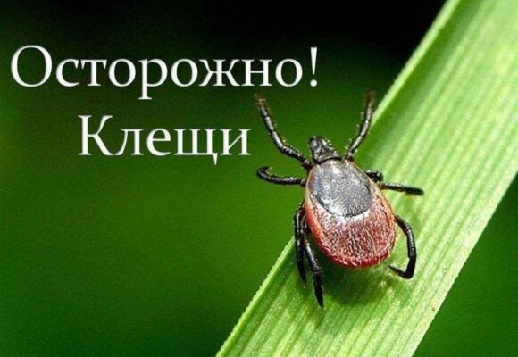 Осторожно клещи!