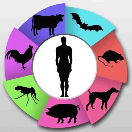 Внимание! Зооантропонозные инфекции