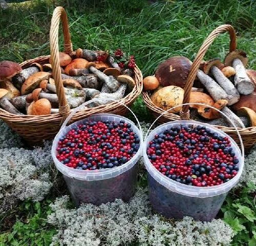 ЛЕСНЫЕ ДАРЫ или что надо знать при сборе!!!