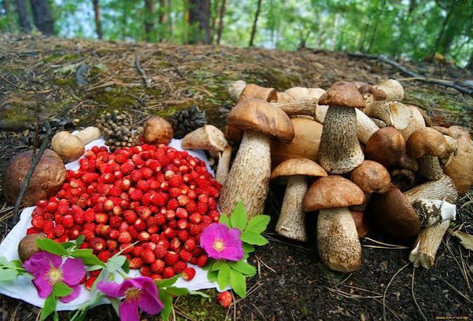 images Радиологический контроль продуктов: защита здоровья в сезон сбора «даров леса»