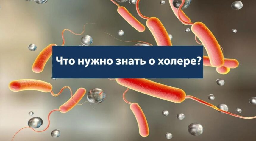 Профилактика холеры